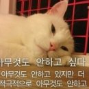 무위자연-태양 이미지