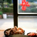 국수집 Daum카페