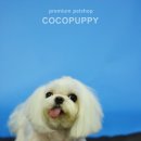 체리애견 이미지