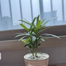 올리브나무 이미지