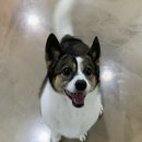 별이든 Daum카페