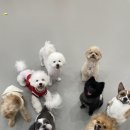 하이까미 | 삼송동애견호텔 하이까미 성향별케어 해주는 애견유치원 !