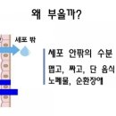 V라인S라인 이미지
