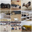 은아목장 이미지