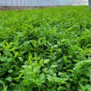 빛나농장 이미지