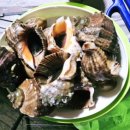 파도소리 펜션 | 태안 안면도 해루질 숙소 숲속파도소리펜션 힐링 숙소