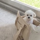 원 반려동물 미용실 이미지