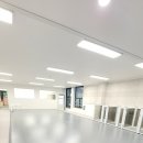 스테디독 이미지