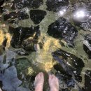 대병면_회양리(암롤박스) | [합천] h글램핑 / 합천 글램핑 / 경상도 캠핑장 / 합천 캠핑 / 자세한 후기!!