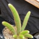 여우꼬리 이미지