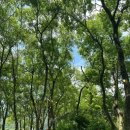 늘숲 - 남구 삼산로278번길 14 | [전주 데이트 코스] 식물원 같은 전주 근교카페 ‘늘숲’ 리뷰