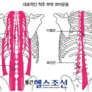 애룰바디 이미지