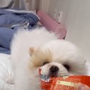 일곡동물병원 이미지