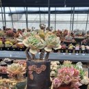 흙사랑 다육식물농원 이미지