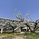 배나무목장 이미지