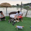 [태안 안면도 슈가몽펜션] 미르키와 개족여행 2편