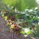 강덕농장 이미지