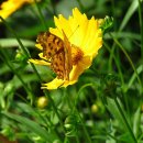 잣나무약수터 이미지