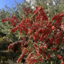 센트럴치과의원 | 부개역 부평센트럴치과 스케일링 및 검진후기