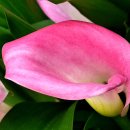 허브아일랜드 식물원 이미지