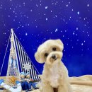 카멜리몽 이미지