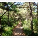 입화산참살이숲 이미지