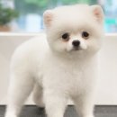 도기그룸 이미지