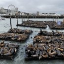 샌프란시스코치과의원 이미지