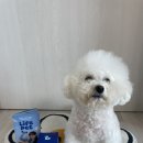 펫라이프 | 라이프펫 아이즈 강아지 눈영양제 체험후기