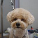 로로앤독 이미지