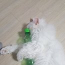새반지 이미지
