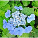 산장여관 이미지