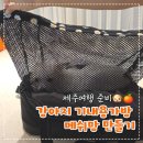바둑이 애견 | 애견기내용가방 맘에 드는게 없어서 높은 메쉬망 직접 만든 가방광인의 이야기, 애견동반 제주여행 준비...
