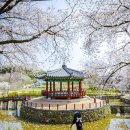 성북2리 마을회관 | 충남 당진 벚꽃 드라이브 코스, 벚꽃 카페 추천