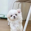 꼬마 강아지 이미지