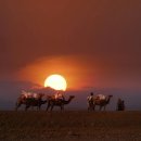 로뎀나무 이미지