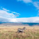 세렝게티 이미지