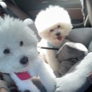 비숑마을펜션 이미지