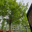 담양좋은약국 Daum카페