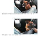 버디퍼피 이미지