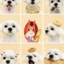 구미산동 애견미용 눈부시개 이미지