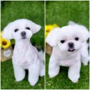 뽀샤시 펫살롱 이미지