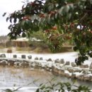 애월읍 소길리풋감마을 이미지