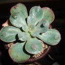 혹불이 영감 이미지