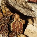 하동편백자연휴양림 이미지