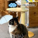 꼬미꼬미 Daum카페
