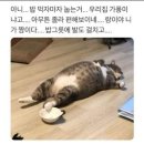 사모님 비빔밥 이미지