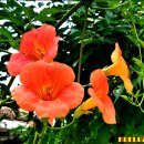 금등화라고도 하며 양반꽃으로도 불리는 능소화(Chinese trumpet creeper) 이미지