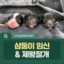 힘찬동물병원 | 강남 강아지 동물병원, 삼둥이 제왕절개