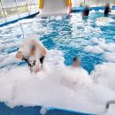 힐링버블 이미지